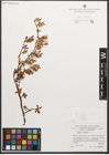 Foto von Salix retusa L.